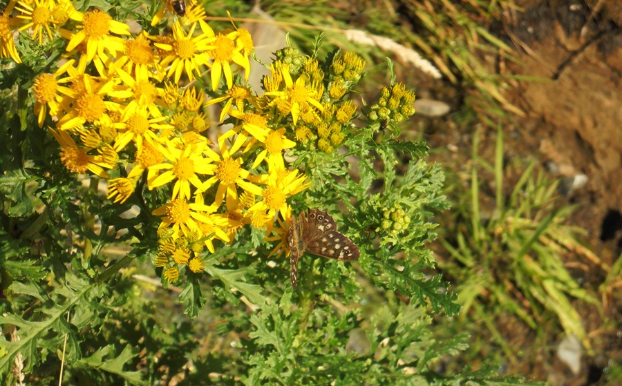 Fritillary butterfly
