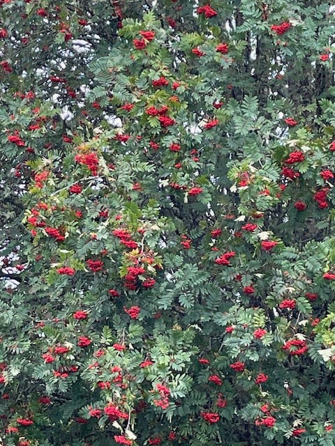 Rowan tree near Mill Dam