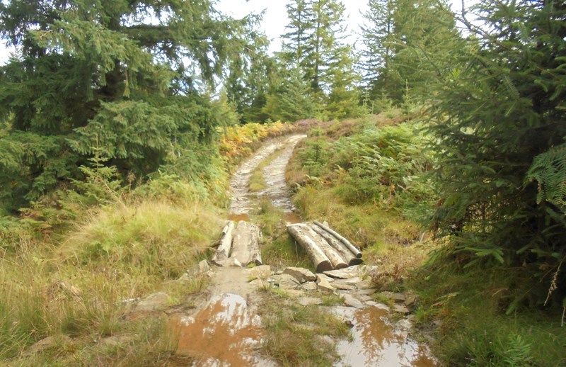 The path through the wood