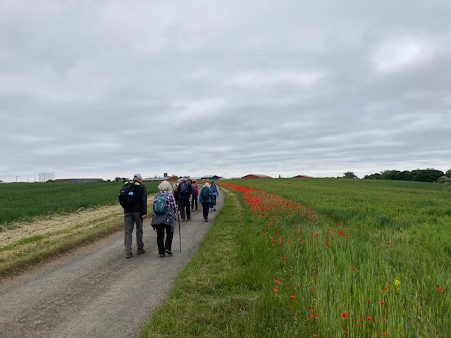 Poppies near Anstruther