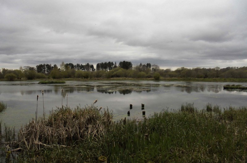 Morton Loch from the hide