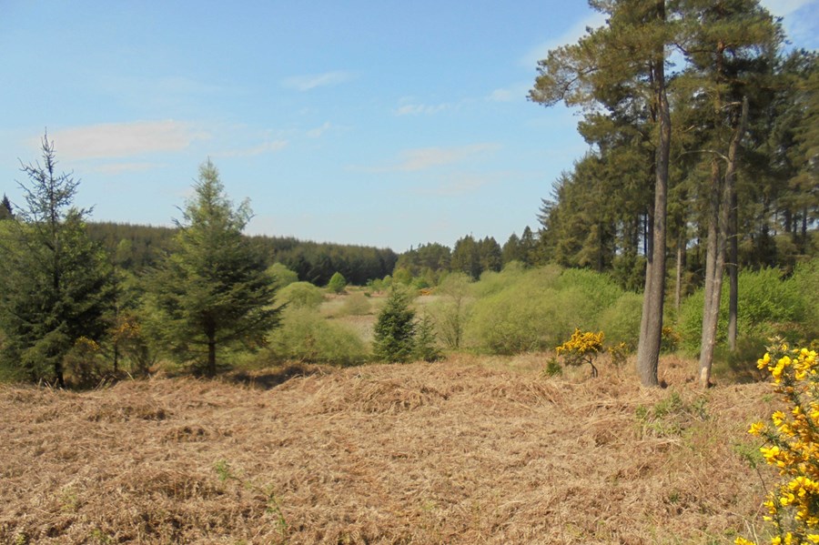 Red Myre Loch