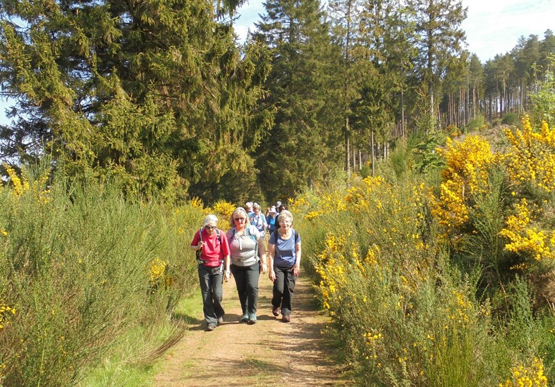 Up through the gorse and broom