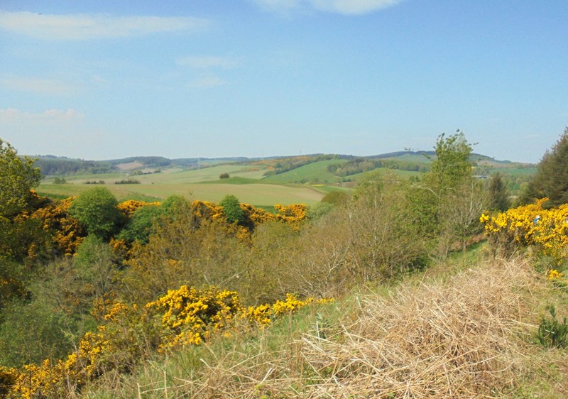 View north on path to woods