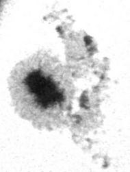 Sunspot 756 30/04/05 - Eric Walker