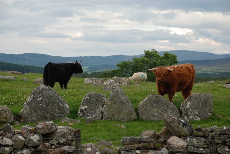 Highland Cattle at Gask Ring Cairn