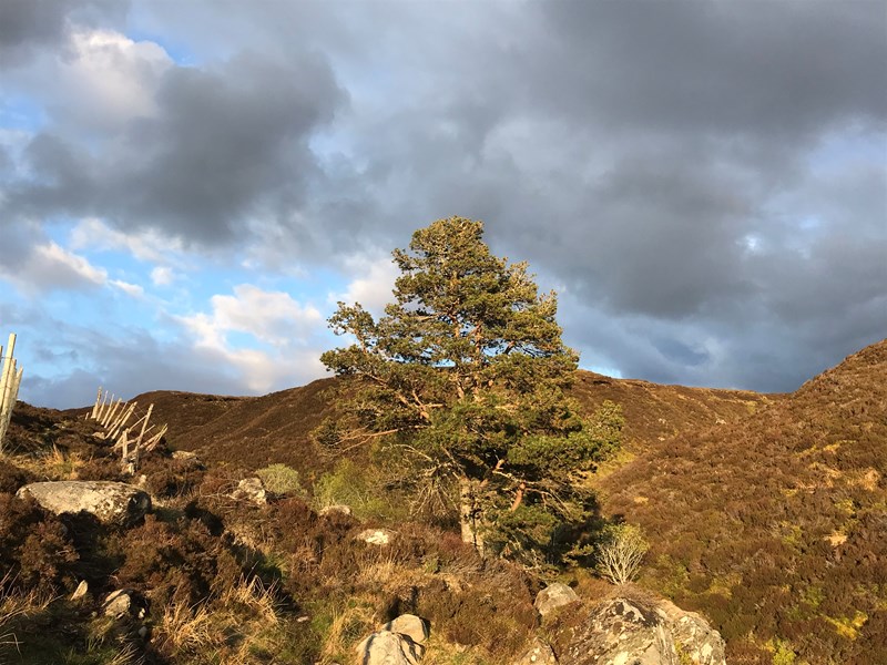 Lone Scots pine tree, Farr Hills