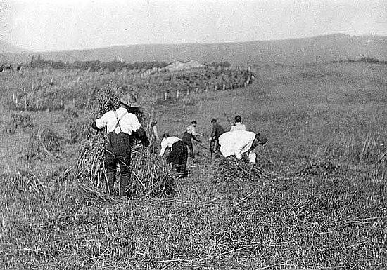 Black and white photo of farm workers working in a field