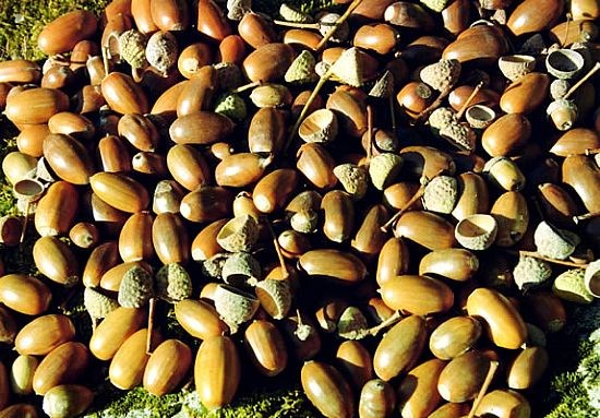                                  Acorns