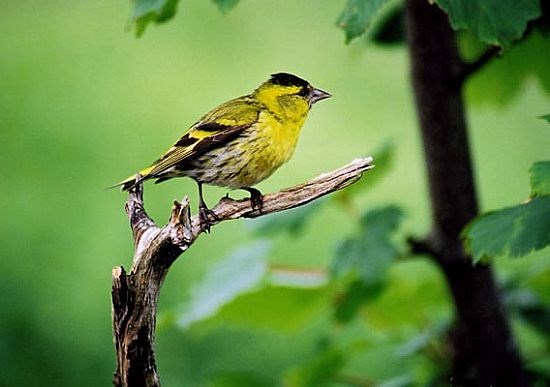 Adult Male Siskin