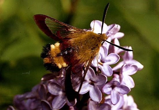 Bee Hawk Moth