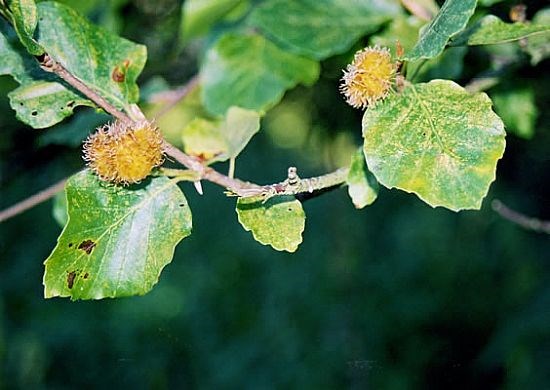 Beech Leaves and Mast