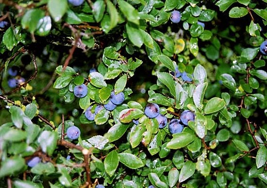Blackthorn