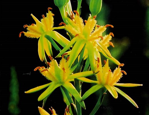 Bog Asphodel