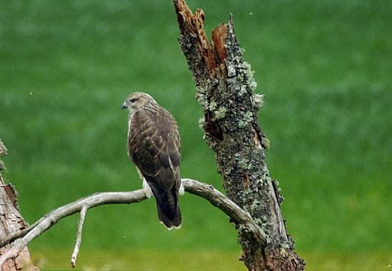 Buzzard