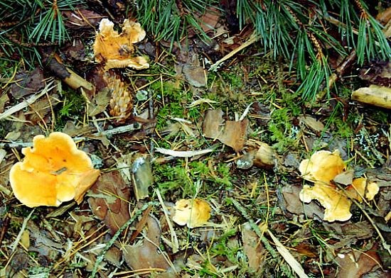 Chanterelles