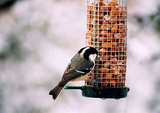 Coal Tit