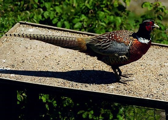 Cock Pheasant