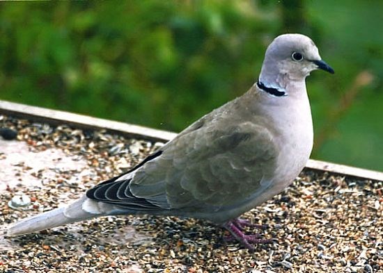 Collared Dove
