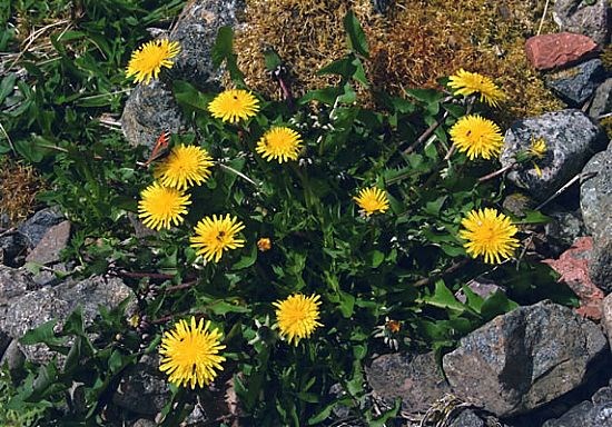 Dandelion
