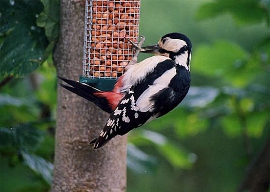 Female Great Spotted Woodpecker