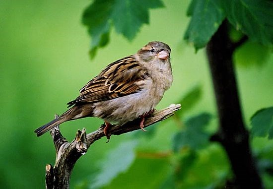 Female House Sparrow