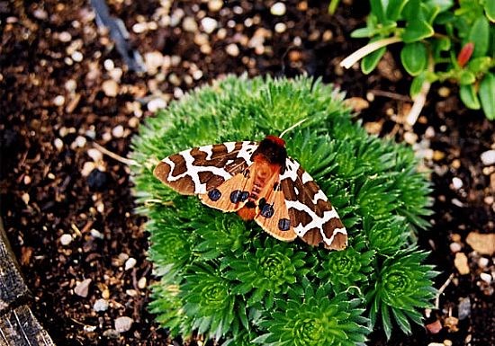 Garden Tiger Moth