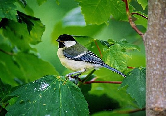 Great Tit