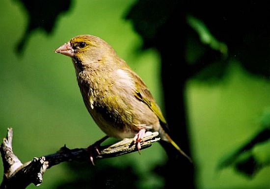 Greenfinch