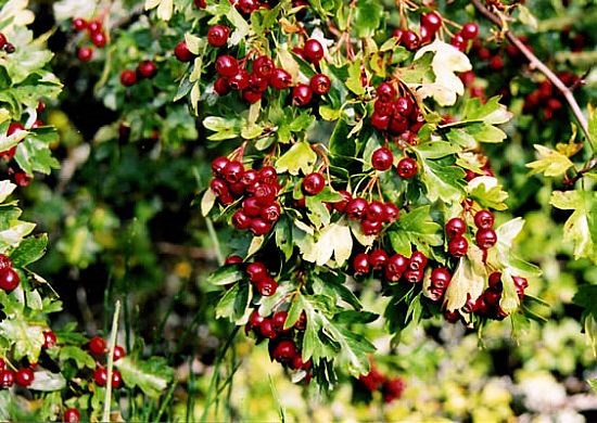 Hawthorn