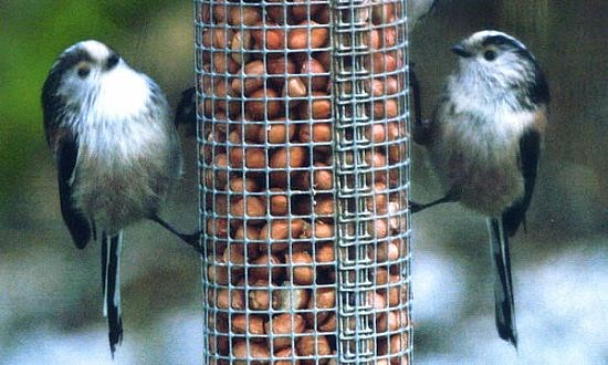 Long Tailed Tits