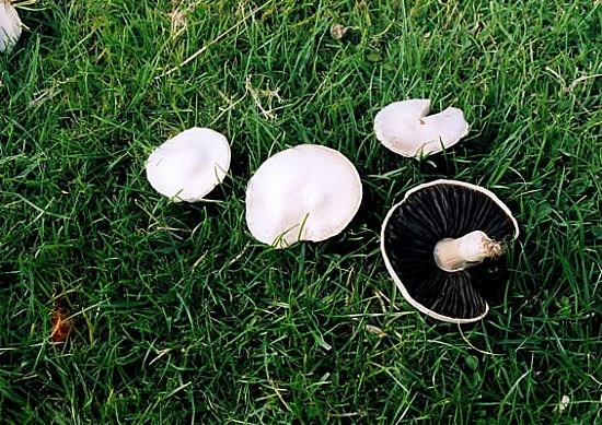 Mushrooms