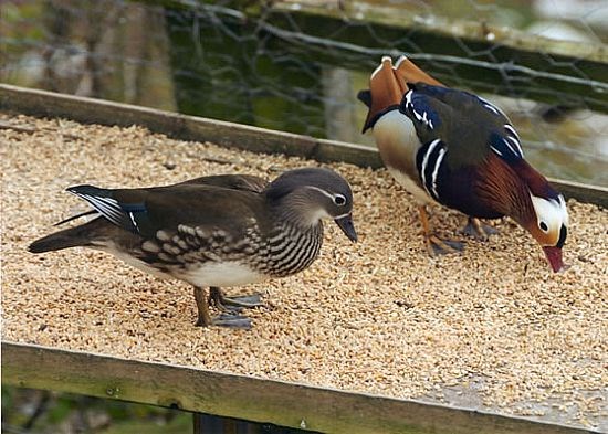 Pair of Mandarin Ducks