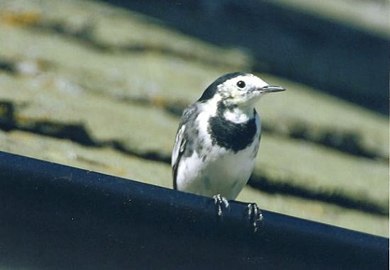 Pied Wagtail