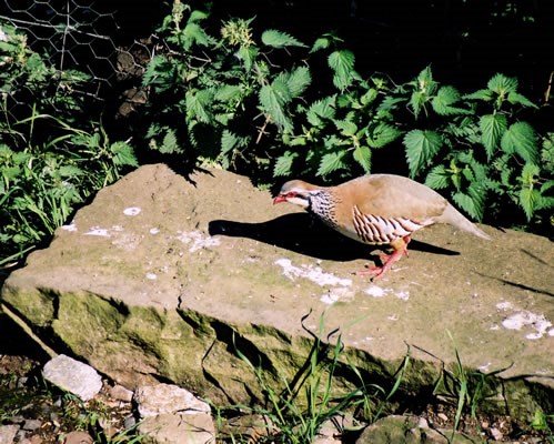 Red Legged Partridge