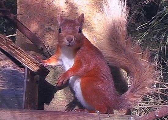 Red Squirrel