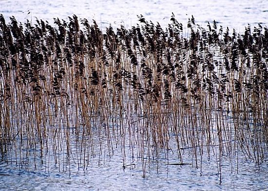 Reeds
