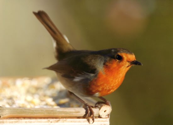 Robin