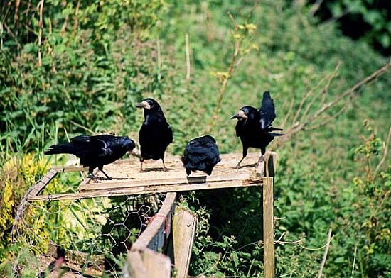 Rooks