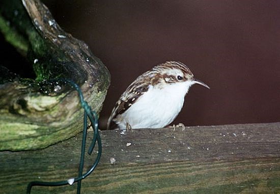 Tree Creeper