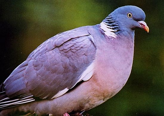 Wood Pigeon