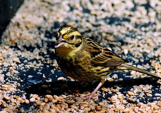 Yellowhammer