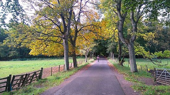 Autumn in Tentsmuir woods North Coast NCN1