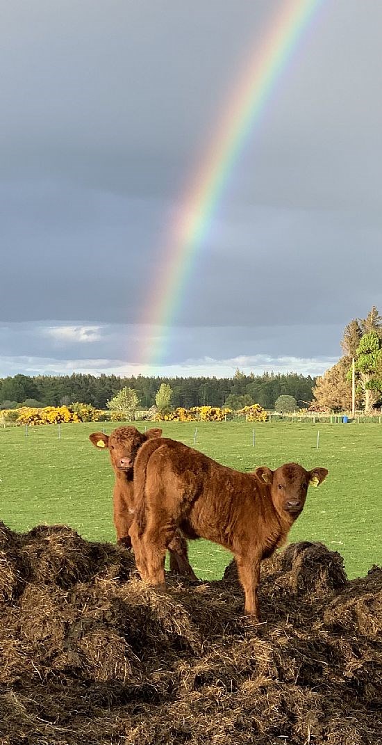 Prizewinning photo Rainbow's end by Kirsty Shaw