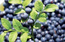 Blaeberries