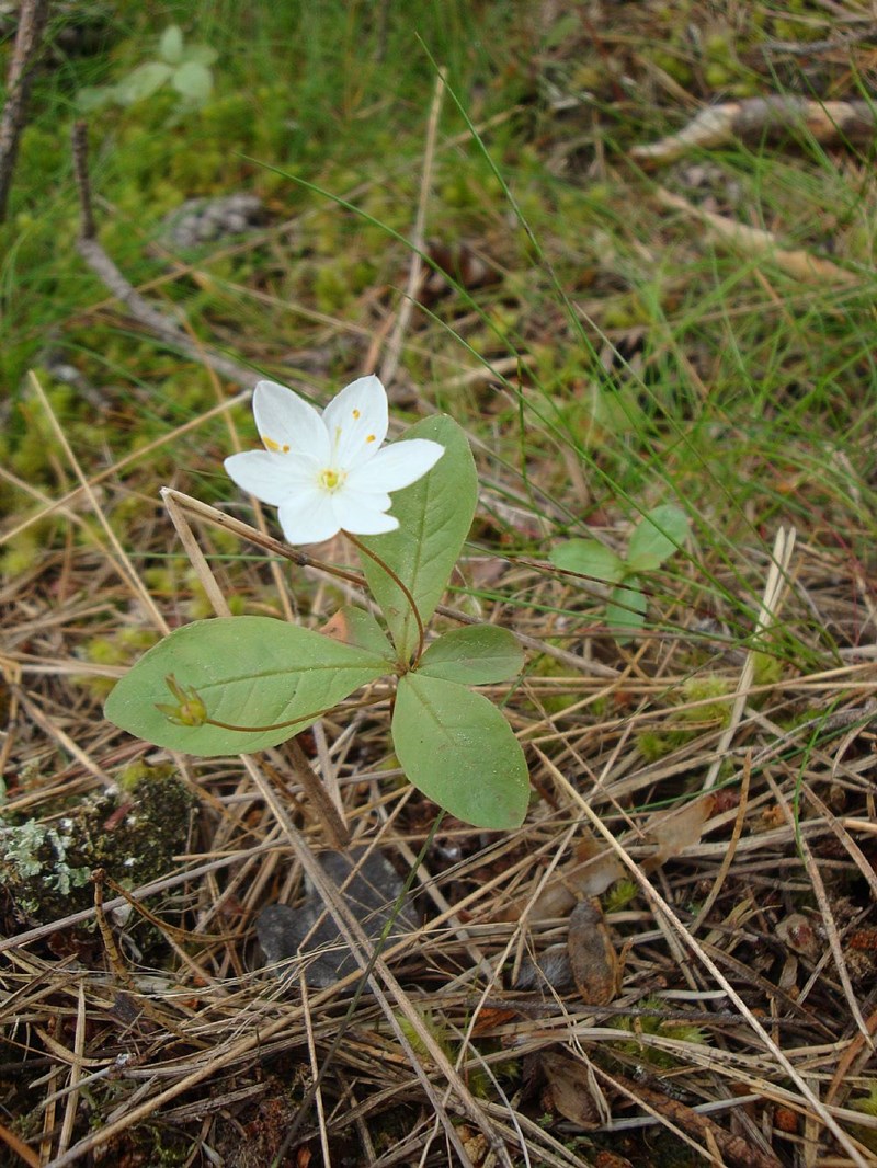 Chickweed wintergreen