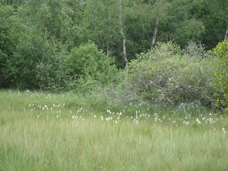 Cotton grass