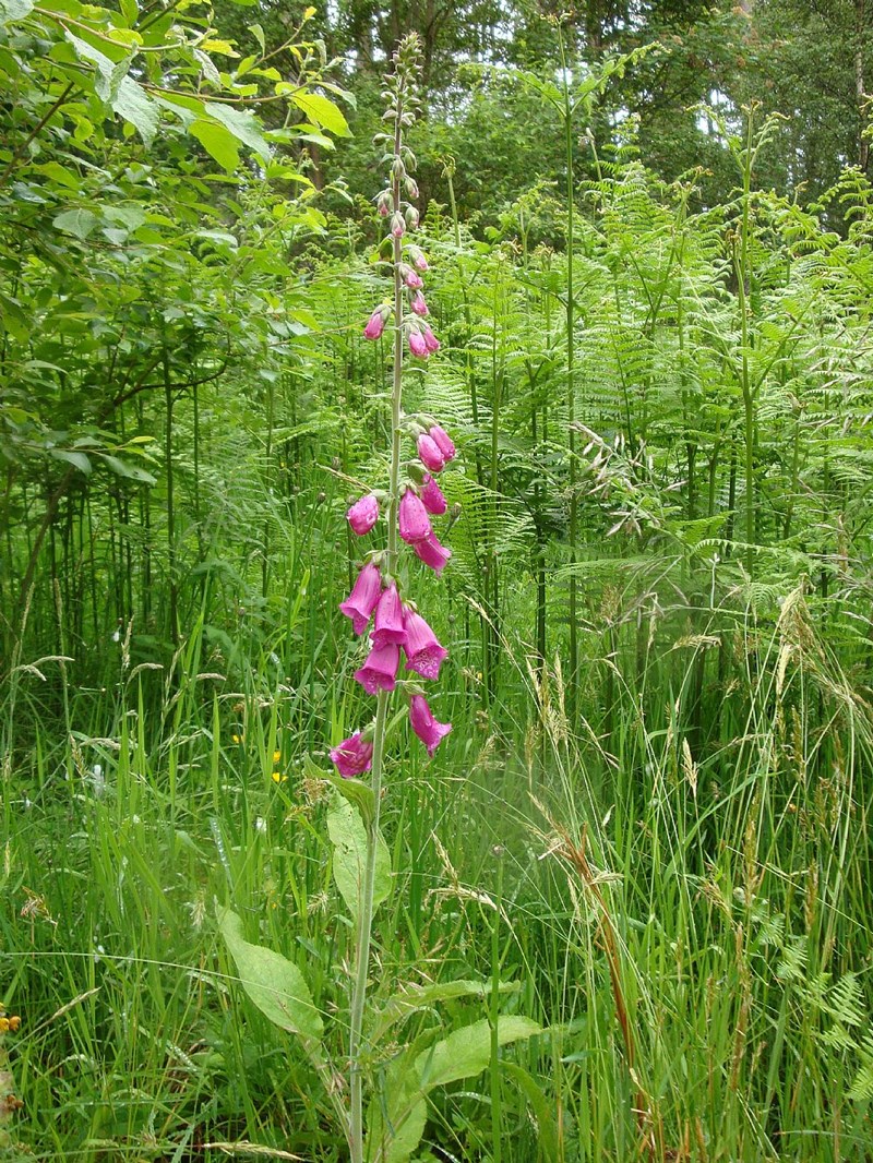 Foxglove