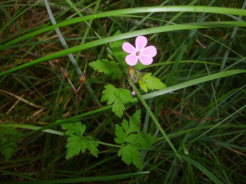 Herb robert