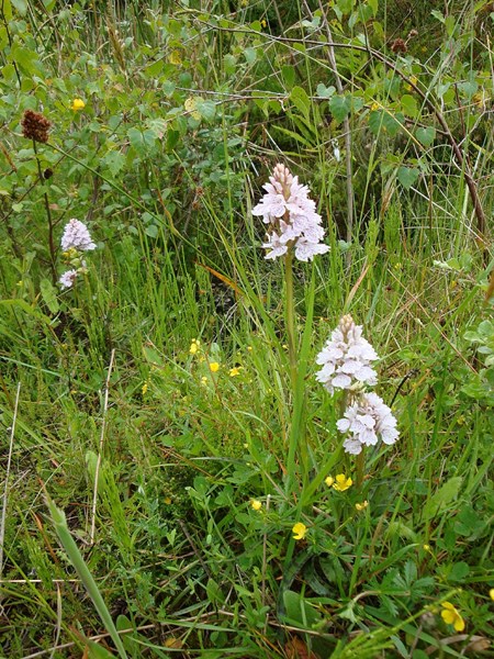 Orchid